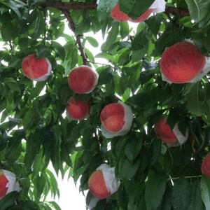 人気ゴールデン番組で話題沸騰!桃通が好む硬甘桃お試し約1kg8月中旬より発送【配送不可地域：離島・北海道・沖縄県・中国・四国・九州】【1410779】