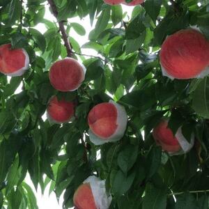 やみつきリピーター続出!桃通が好む本場の味『硬甘桃』約2kg8月下旬より発送【配送不可地域：離島・北海道・沖縄県・中国・四国・九州】【1424178】