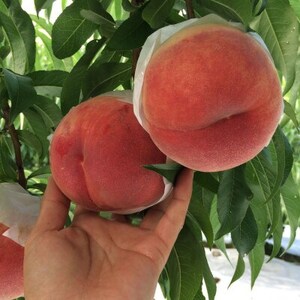 やみつきリピーター続出!桃通が好む本場山梨の味『硬甘桃』約2kg8月中旬発送【配送不可地域：離島・北海道・沖縄県・中国・四国・九州】【1424179】