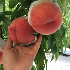 やみつきリピーター続出!桃通が好む本場山梨の味『硬甘桃』約2kg8月上旬より発送【配送不可地域：離島・北海道・沖縄県・中国・四国・九州】【1424180】