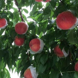 やみつきリピーター続出!桃通が好む本場山梨の味『硬甘桃』約2kg8月上旬より発送【配送不可地域：離島・北海道・沖縄県・中国・四国・九州】【1424180】