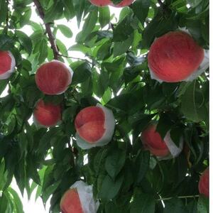 やみつきリピーター続出!桃通が好む本場山梨の味『硬甘桃』7月下旬より発送【配送不可地域：離島・北海道・沖縄県・中国・四国・九州】【1424181】