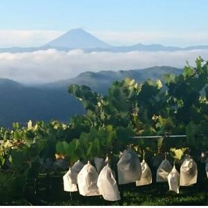 10月中旬より発送「幻の牧丘天空クイーンニーナ」約1kg(2～3房)【配送不可地域：離島】【1579788】