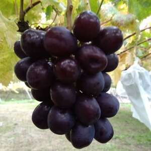 【2026年先行受付】10月上旬発送「牧丘天空の丘マスカットノワール」約1kg(2～3房)【配送不可地域：離島】【1579814】