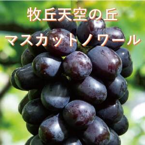 【2026年先行受付】10月中旬発送「牧丘天空の丘マスカットノワール」約1kg(2～3房)【配送不可地域：離島】【1579850】