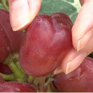 【2026年先行受付】10月上旬より発送「牧丘天空の丘マイハート」約1kg(2～3房)【配送不可地域：離島】【1579851】