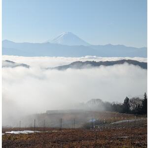 【2026年先行受付】10月上旬より発送「牧丘天空の丘マイハート」約1kg(2～3房)【配送不可地域：離島】【1579851】