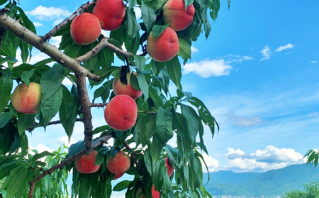 【2026年発送先行受付】山梨県山梨市産　旬の採れたて高糖度桃　約5kg(13～20玉)【配送不可地域：離島・沖縄県】【1572402】
