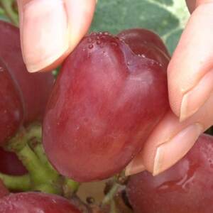 【2026年先行受付】10月下旬より発送「牧丘天空の丘マイハート」約1kg(2～3房)【配送不可地域：離島】【1582589】