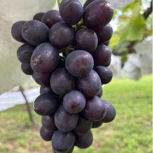 【甲州戦国高級ブランド葡萄】圧倒的人気トップ7食べ比べガチャセット約1kg2種　2026年予約【配送不可地域：離島】【1579835】