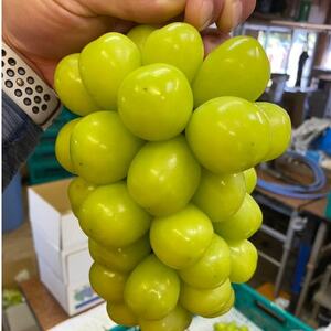 【甲州戦国高級ブランド葡萄】圧倒的人気トップ7食べ比べガチャランダムセット約2kg　2026年予約【配送不可地域：離島】【1579836】