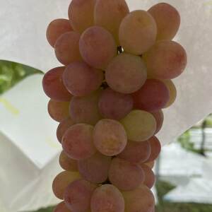 【甲州戦国高級ブランド葡萄】圧倒的人気トップ7食べ比べガチャランダムセット約2kg　2026年予約【配送不可地域：離島】【1579836】