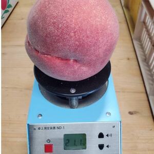 【お家で一流レストラン御用達】桃通を唸らせる『幻のシャトーブリアン桃』2026年7月下旬より順次発送【配送不可地域：離島・北海道・沖縄県・中国・四国・九州】【1586234】