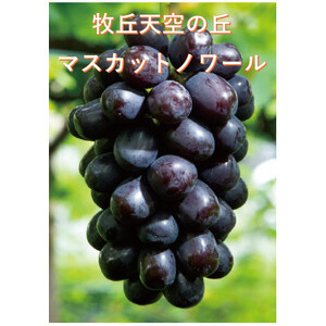【2026年先行受付】牧丘天空ブランド　皮ごと食べられるぶどう3色詰め合わせ 約1kg(3房)【配送不可地域：離島】【1585100】
