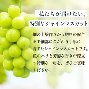 【2026年発送分先行受付】数量限定 特選 プレミアムシャインマスカット 大房2房 山梨から産地直送【配送不可地域：離島】【1591108】