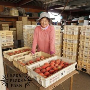 【2026年発送先行受付】厳選朝採り桃 山梨の笠井桃園の桃 約5kg【配送不可地域：離島】【1587434】