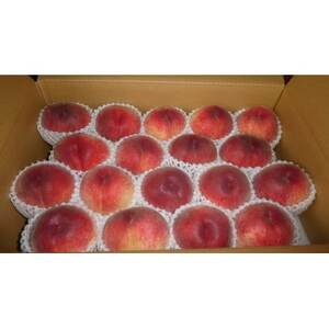 【2026年発送先行受付】厳選朝採り桃 山梨の笠井桃園の桃 約5kg【配送不可地域：離島】【1587434】