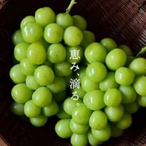 SINKA-真果-(シャインマスカット スパークリングワイン)1本【1600937】