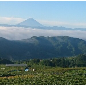 【山梨市牧丘】シャインマスカット体験型ぶどう苗木オーナー権利【1年間】【1607349】
