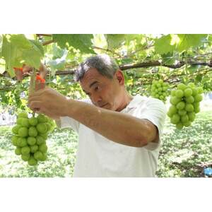 【山梨市牧丘】シャインマスカット体験型ぶどう苗木オーナー権利【1年間】【1607349】