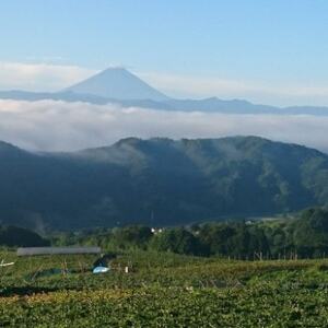 【山梨市牧丘】サンシャインレッド『甲斐ベリー7』体験型ぶどう苗木オーナー権利【1年間】【1607353】