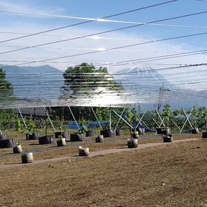 【山梨市牧丘】サンシャインレッド『甲斐ベリー7』体験型ぶどう苗木オーナー権利【1年間】【1607353】