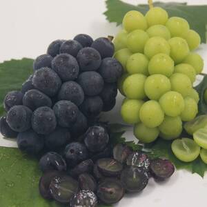 【発送月固定定期便】フルーツ定期便全3回【配送不可地域:離島・沖縄県】【4066756】