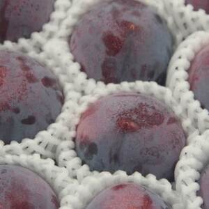 【発送月固定定期便】フルーツ定期便全4回【配送不可地域：離島】【4066761】