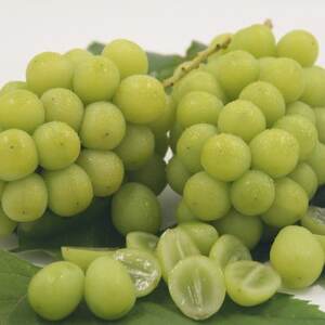 【発送月固定定期便】フルーツ定期便全6回【配送不可地域:離島】【4066764】