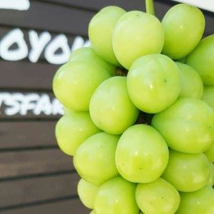 【2026発送予定】特選!シャインマスカット2房化粧箱入　山梨市産地直送　約500g×2房【配送不可地域：離島】【1178158】