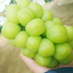 【2026発送予定】特選!シャインマスカット2房化粧箱入　山梨市産地直送　約500g×2房【配送不可地域：離島】【1178158】