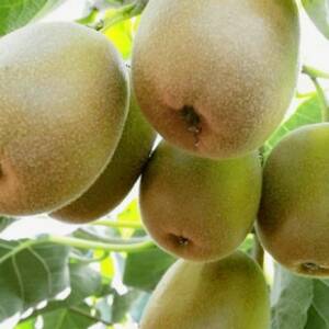 【2026発送】レッドキウイフルーツ化粧箱入り　産地直送約1.5kg(12～18玉)【配送不可地域：離島】【1178165】