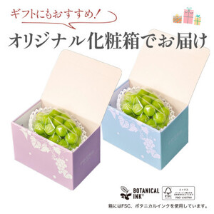 【数量限定 】6月下旬～7月中旬発送。ハウス栽培の『シャインマスカット』 1房【配送不可地域：離島・沖縄県】【1041840】