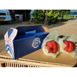 【今しか食べられない初物マンゴーネクタリン】脳内に直接響く圧倒的糖度 6月下旬より順次発送 約1kg【配送不可地域:離島・北海道・沖縄県・中国・四国・九州】【1622372】