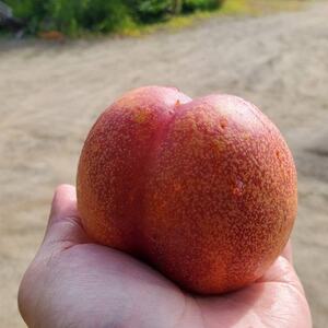 【今しか食べられない初物マンゴーネクタリン】脳内に直接響く圧倒的糖度 6月下旬より順次発送 約1kg【配送不可地域:離島・北海道・沖縄県・中国・四国・九州】【1622372】