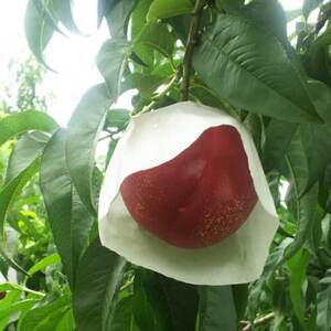 【今しか食べられない初物マンゴーネクタリン】脳内に直接響く圧倒的糖度 6月下旬より順次発送 約1kg【配送不可地域:離島・北海道・沖縄県・中国・四国・九州】【1622372】