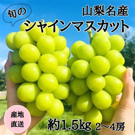 ◆2026年発送◆産地直送 山梨名産!旬のシャインマスカット 2～4房(約1.5kg)【配送不可地域：離島】【1640710】