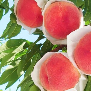 【2026発送予定】【訳あり品】ご家庭桃・朝もぎ産地直送・3kg以上【配送不可地域：離島】【1178167】