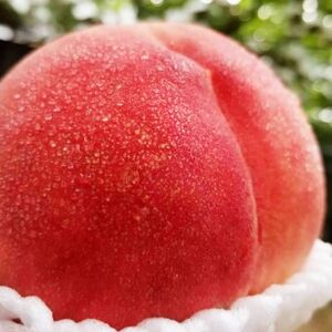 【2026発送予定】【訳あり品】ご家庭桃・朝もぎ産地直送・3kg以上【配送不可地域：離島】【1178167】