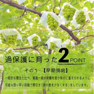 《2026年発送　先行受付》朝もぎ直送!!過保護に育った葡萄『おまかせ3種』3～6房(約2kg)【配送不可地域：離島】【1643715】