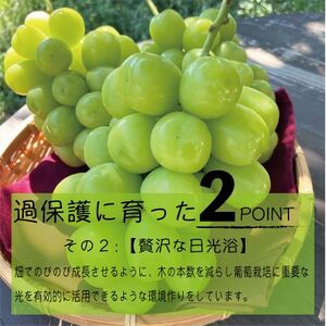 《2026年発送　先行受付》朝もぎ直送!!過保護に育った葡萄『おまかせ3種』3～6房(約2kg)【配送不可地域：離島】【1643715】