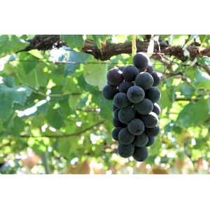 ◆2026年発送◆産地直送 山梨名産!種なし巨峰 2~3房(約1kg)【配送不可地域:離島】【1644828】