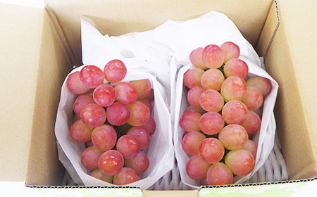 【2026年発送 先行受付】山梨県オリジナル新品種サンシャインレッド!【計1kg程度】【配送不可地域：離島】【1654856】