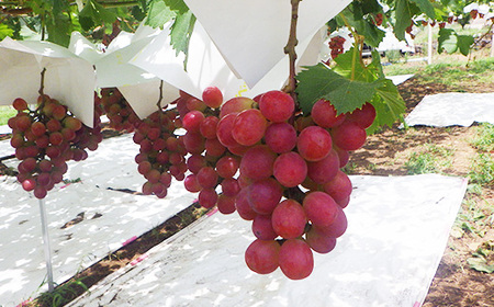 【2026年発送 先行受付】山梨県オリジナル新品種サンシャインレッド!【計1kg程度】【配送不可地域：離島】【1654856】