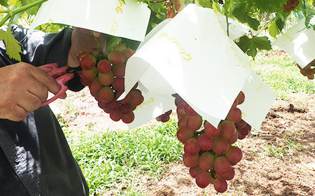 【2026年発送 先行受付】山梨県オリジナル新品種サンシャインレッド!【計1kg程度】【配送不可地域：離島】【1654856】