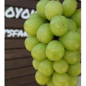 【2026発送予定】【訳あり】葡萄2色入り化粧箱入り　山梨市産地直送　約400g×2房【配送不可地域：離島】【1178185】