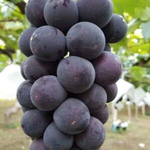 【2026発送予定】【訳あり】葡萄2色入り化粧箱入り　山梨市産地直送　約400g×2房【配送不可地域：離島】【1178185】