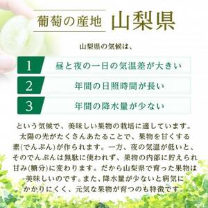 2026年発送　シャインマスカット1房(約500g)【配送不可地域：離島・沖縄県】【1666979】