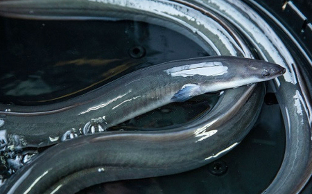 山梨県産富士山脈の地下水 炭火焼きうなぎの蒲焼(2尾約320g以上)【配送不可地域：離島】【1668233】