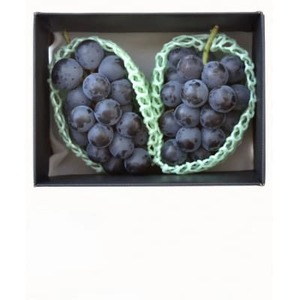 【発送月固定定期便】採りたて!フルーツ定期便全6回【配送不可地域：離島・沖縄県】【4074305】